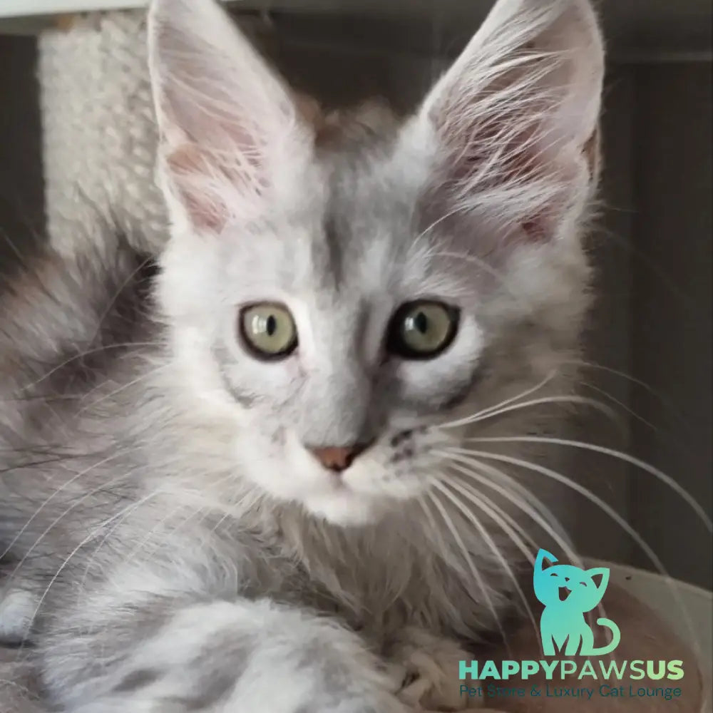 Eveta Maine Coon female black silver tabby - live animals