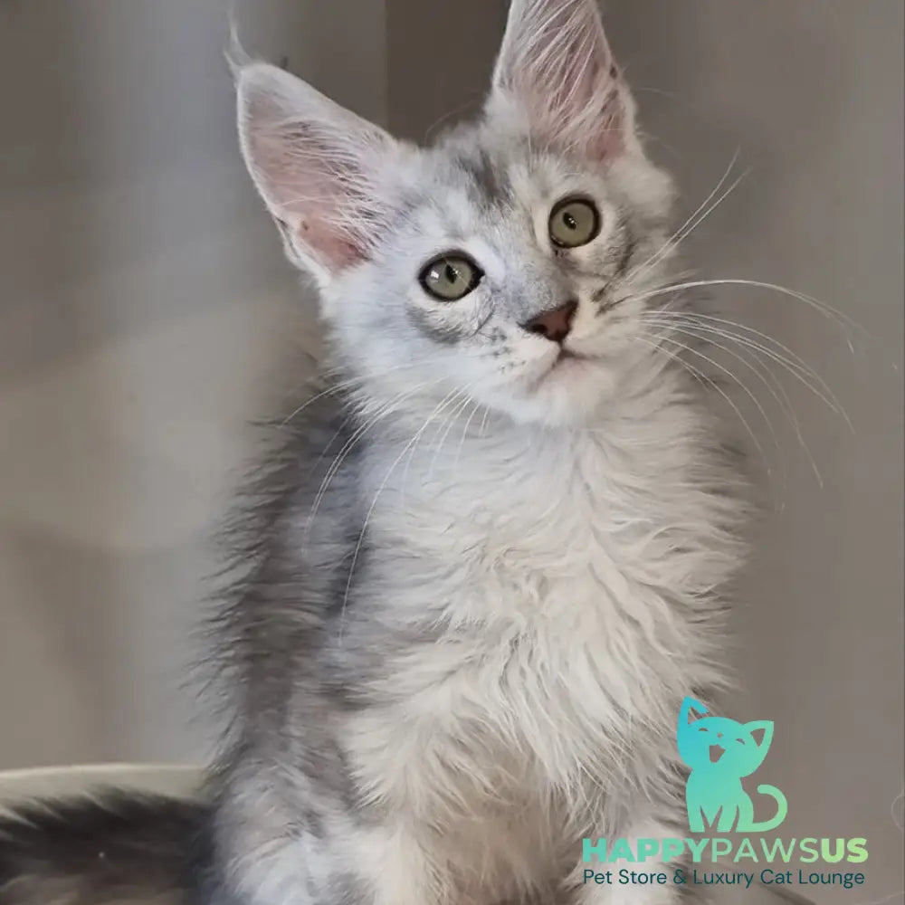 Eveta Maine Coon female black silver tabby - live animals