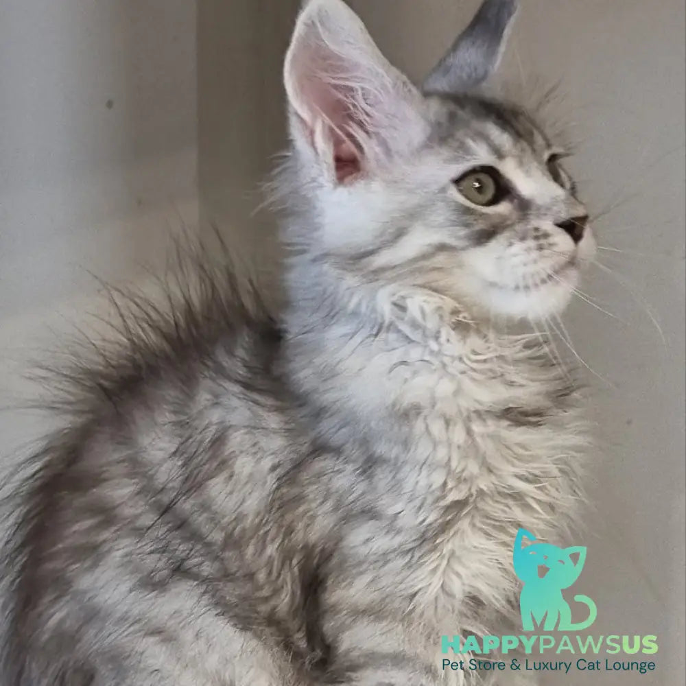 Eveta Maine Coon female black silver tabby - live animals