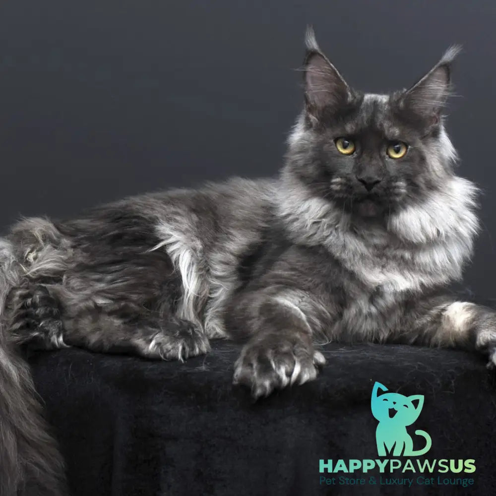Evgeniy Maine Coon polydactyl 6x6x6x6 male black silver - live animals