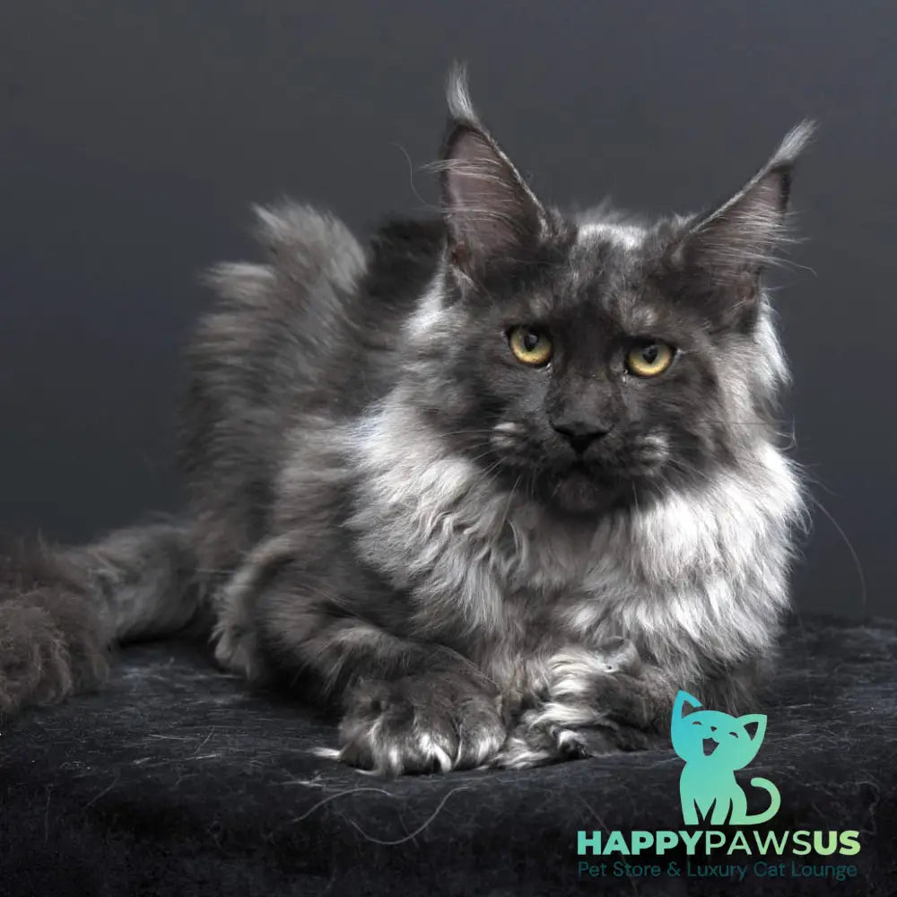 Evgeniy Maine Coon polydactyl 6x6x6x6 male black silver - live animals