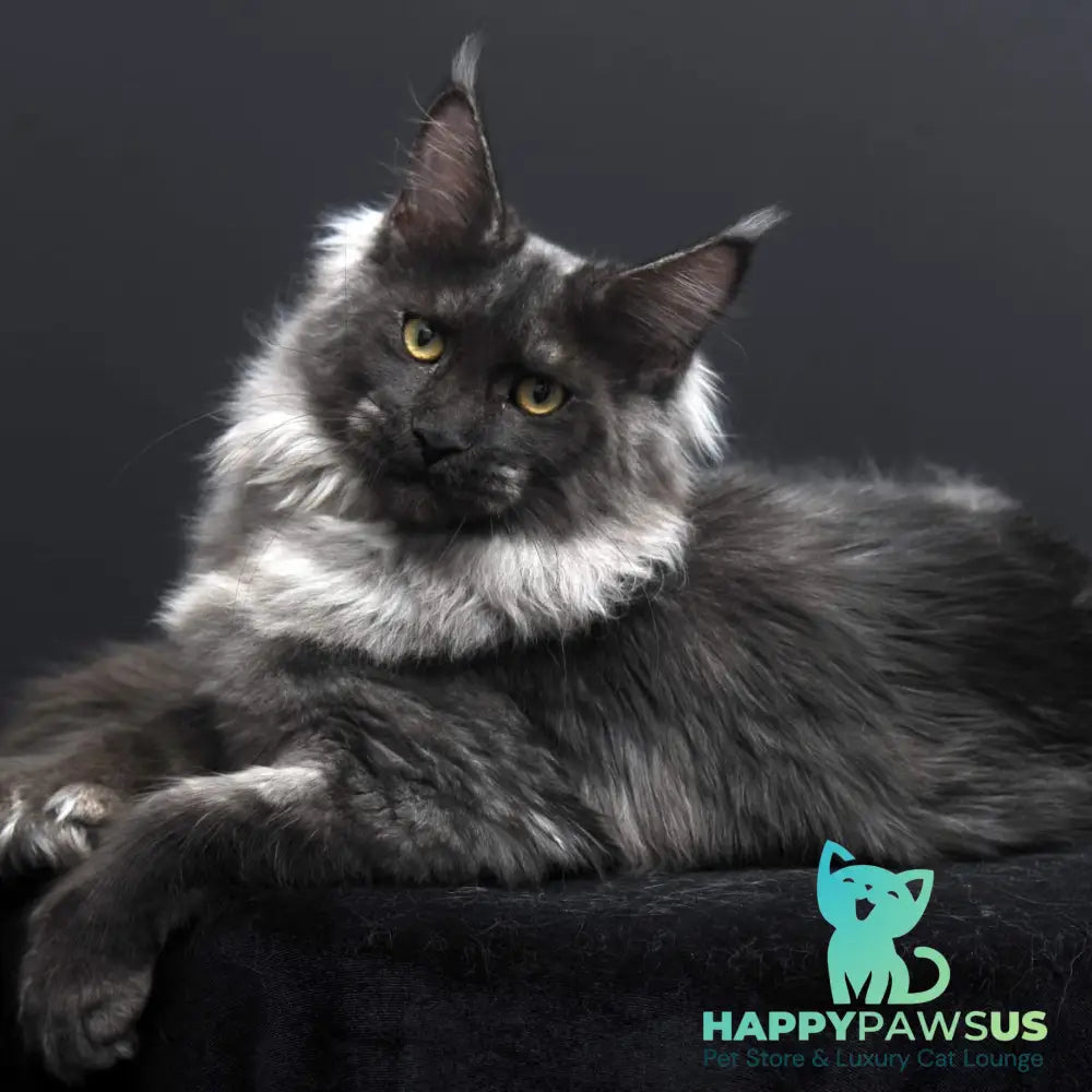 Evgeniy Maine Coon polydactyl 6x6x6x6 male black silver - live animals