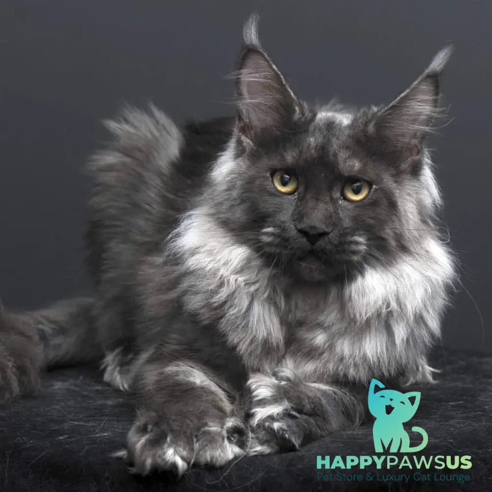 Evgeniy Maine Coon polydactyl 6x6x6x6 male black silver - live animals