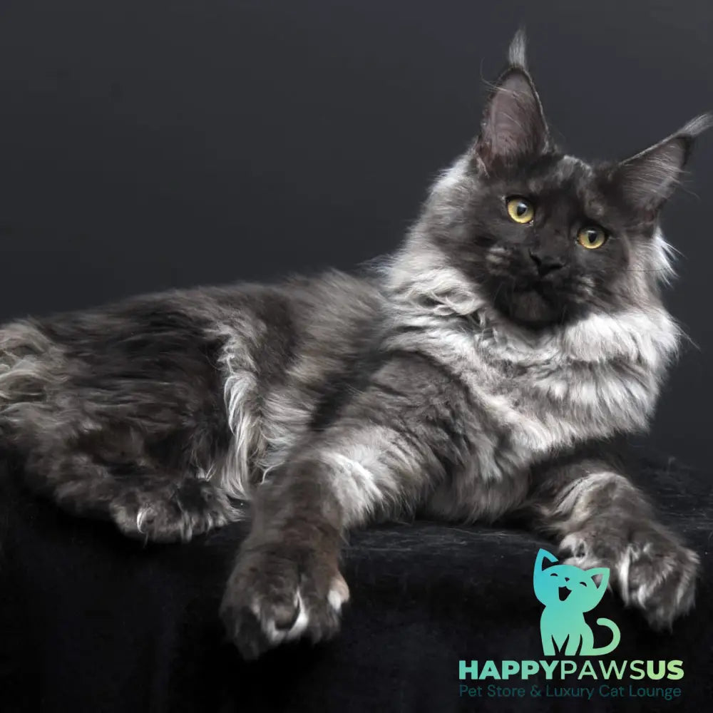 Evgeniy Maine Coon polydactyl 6x6x6x6 male black silver - live animals