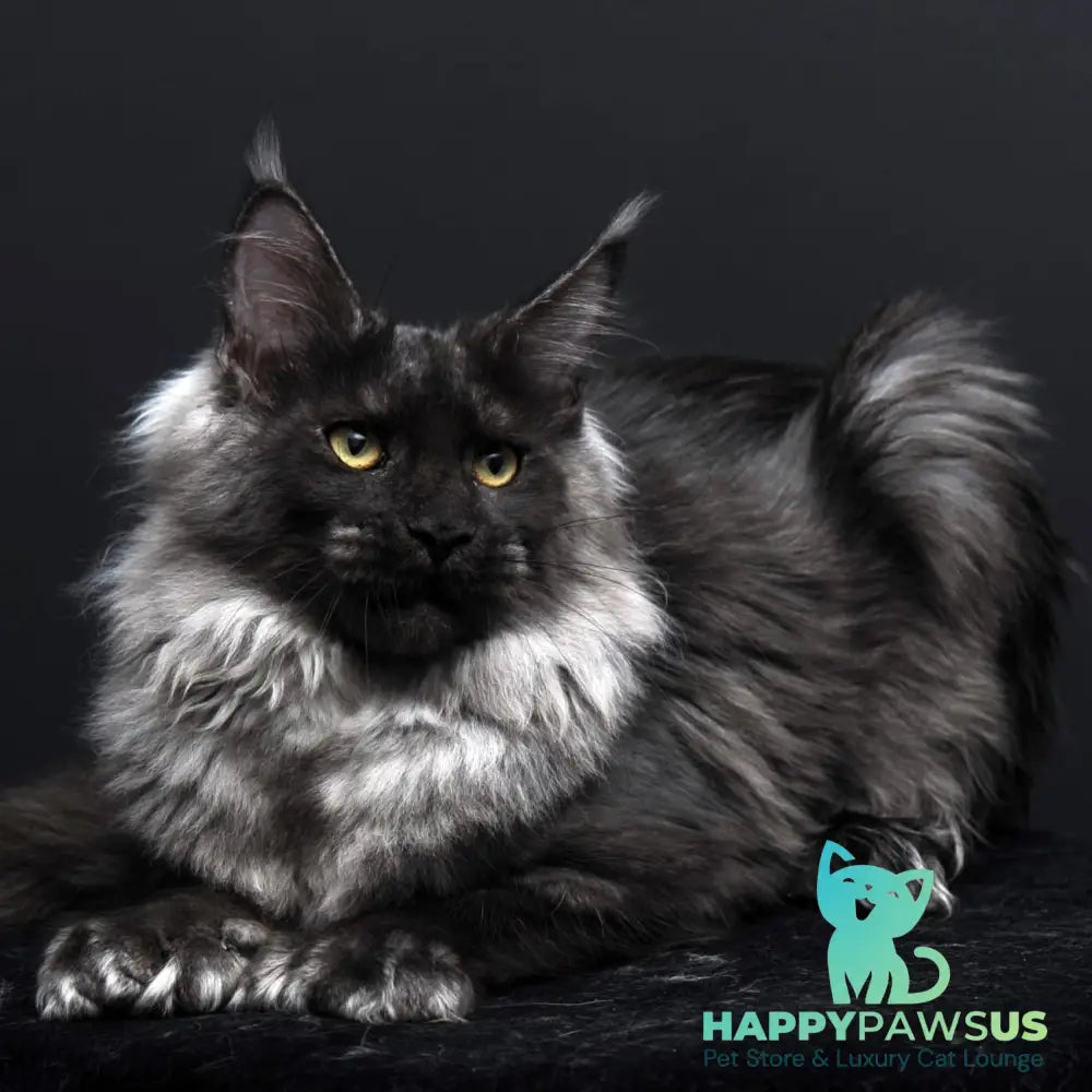 Evgeniy Maine Coon polydactyl 6x6x6x6 male black silver - live animals