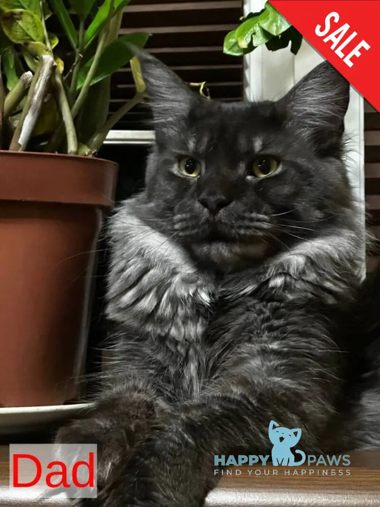 Evie Maine Coon female black tortie bicolour live animals