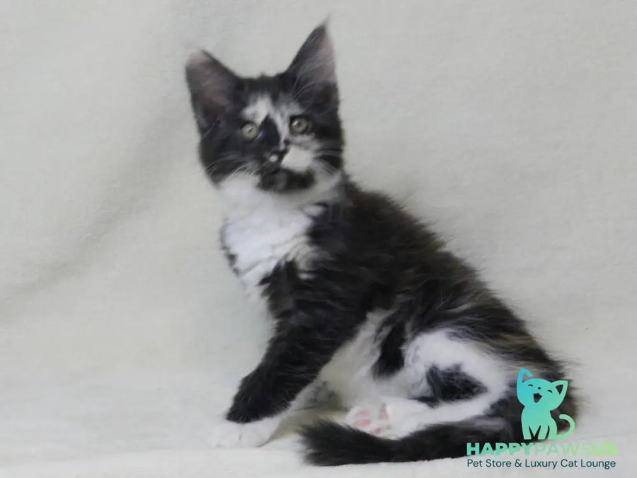 Evie Maine Coon female black tortie bicolour live animals