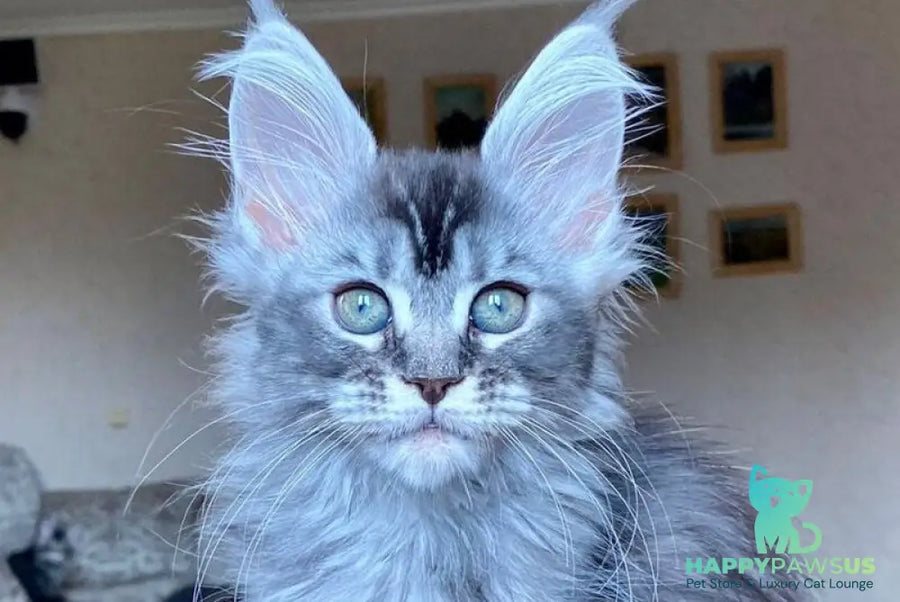 Evika Maine Coon female blue silver ticked tabby - live animals