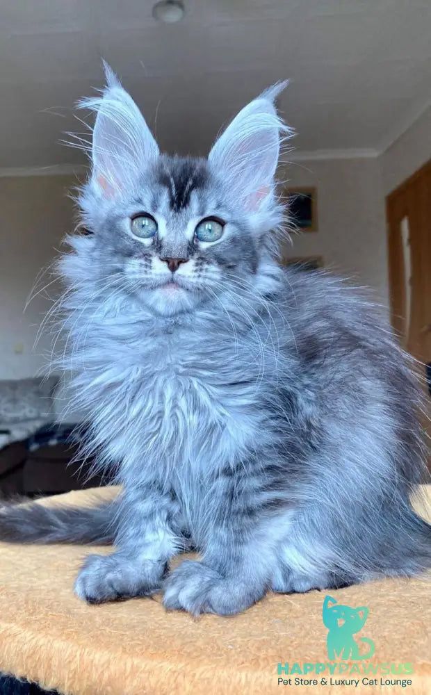 Evika Maine Coon female blue silver ticked tabby - live animals