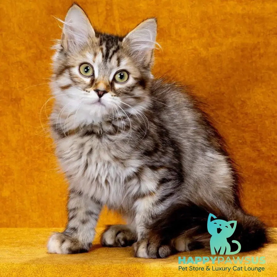Evika Siberian female black tortie spotted tabby - live animals