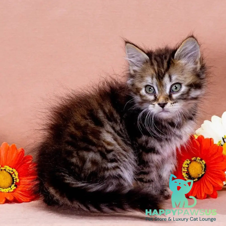 Evika Siberian female black tortie spotted tabby - live animals