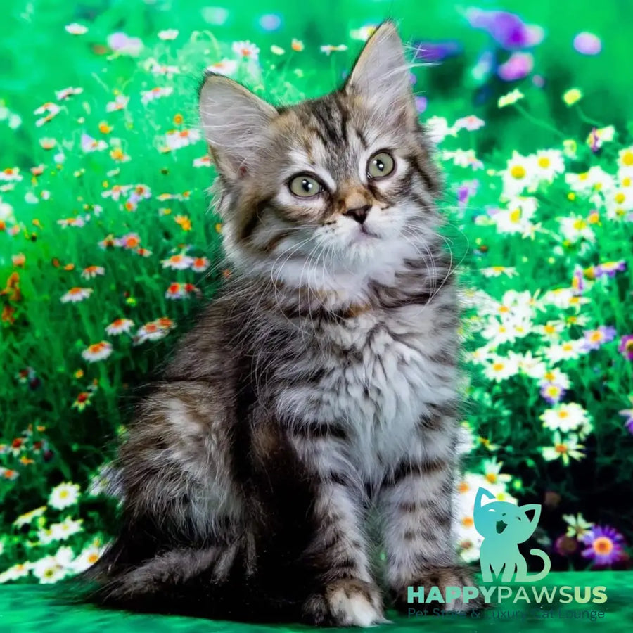Evika Siberian female black tortie spotted tabby - live animals