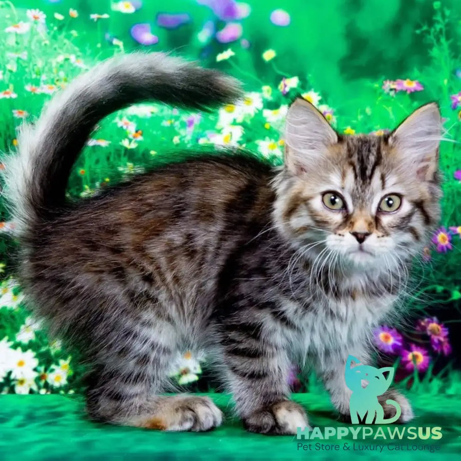 Evika Siberian female black tortie spotted tabby - live animals