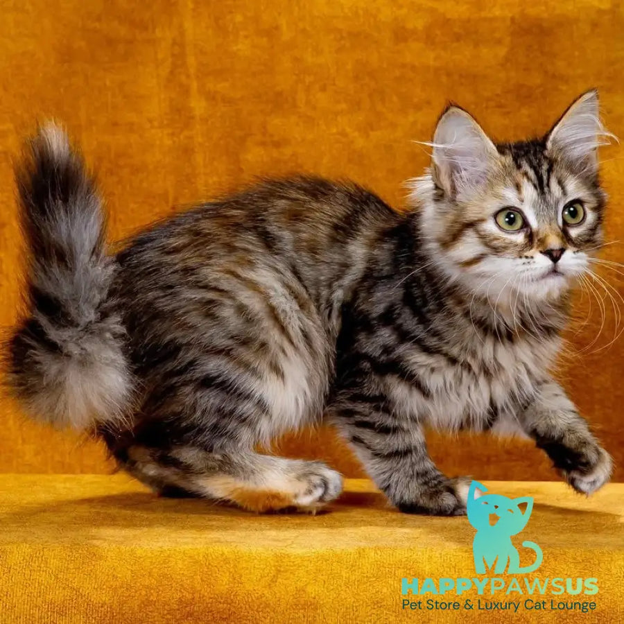 Evika Siberian female black tortie spotted tabby - live animals