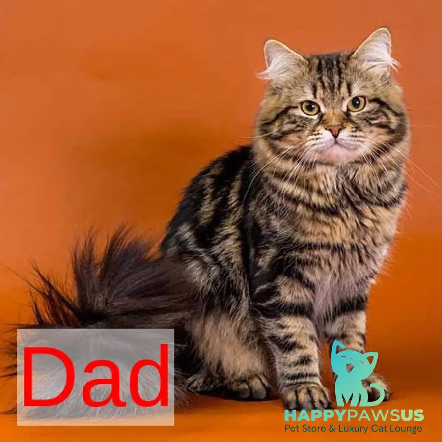 Evika Siberian female black tortie spotted tabby - live animals