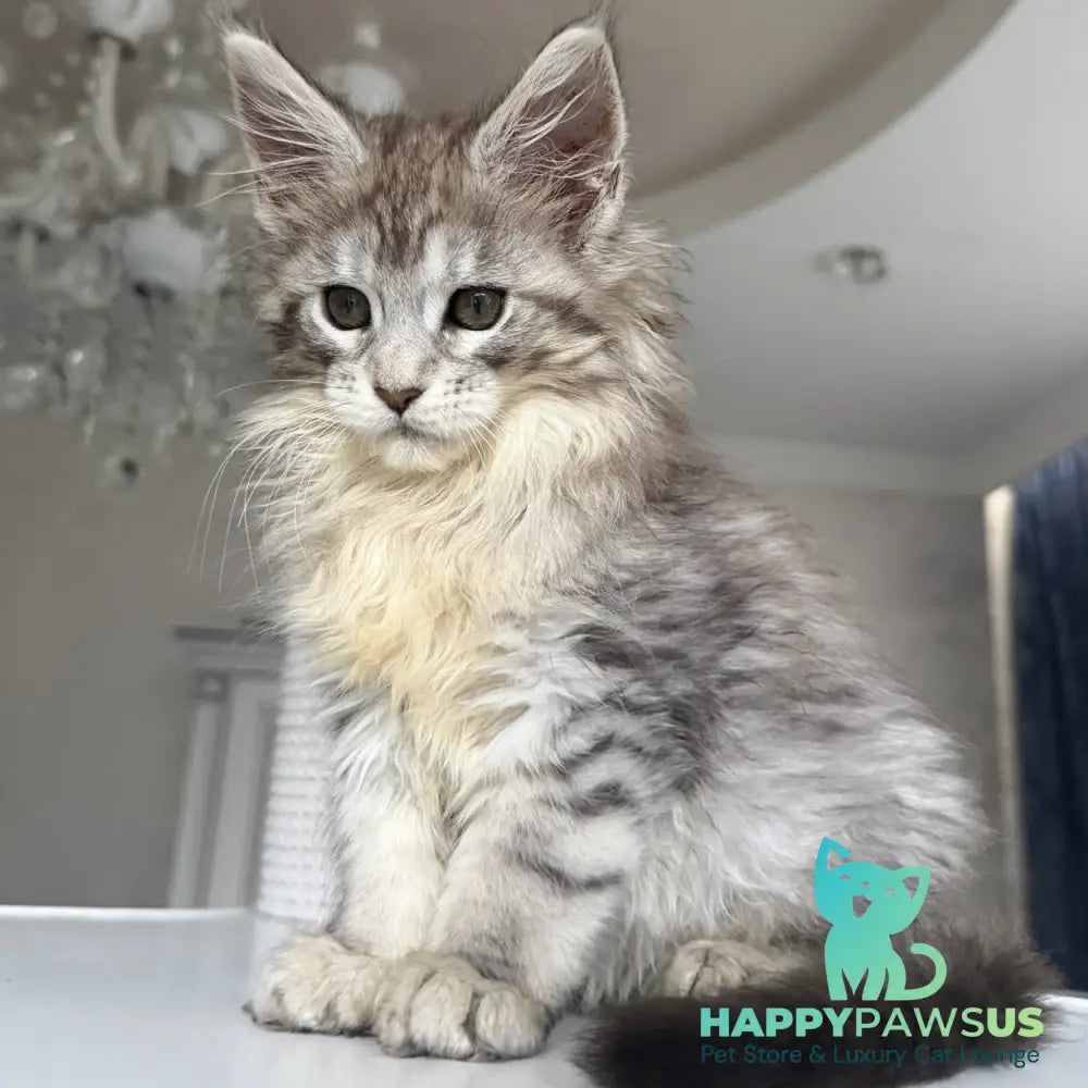 Evita Maine Coon female black silver tabby - live animals