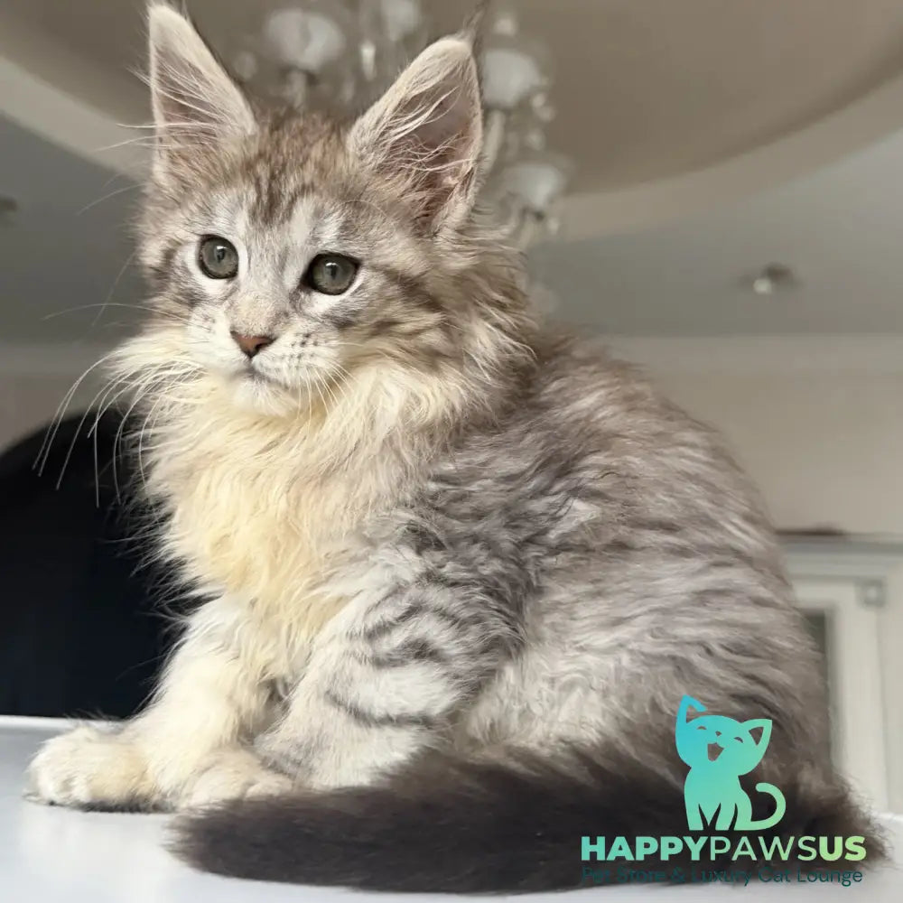 Evita Maine Coon female black silver tabby - live animals