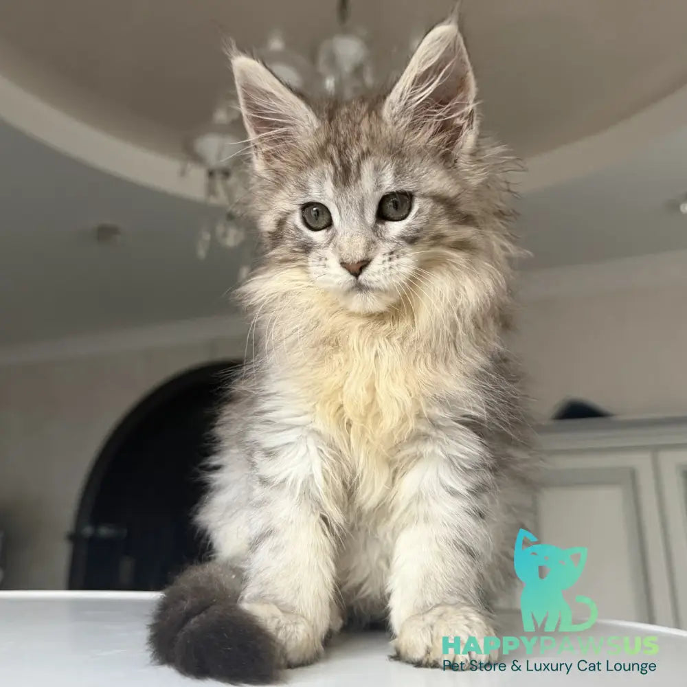 Evita Maine Coon female black silver tabby - live animals