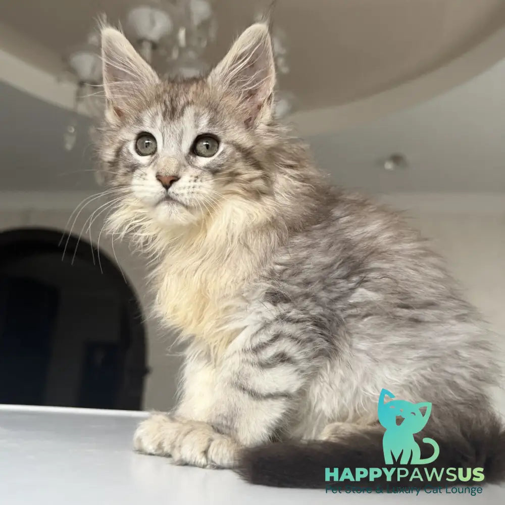 Evita Maine Coon female black silver tabby - live animals