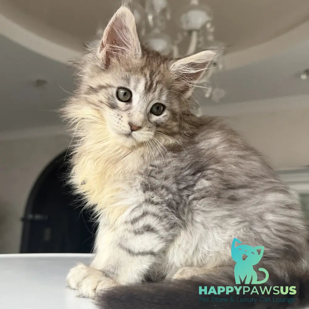 Evita Maine Coon female black silver tabby - live animals