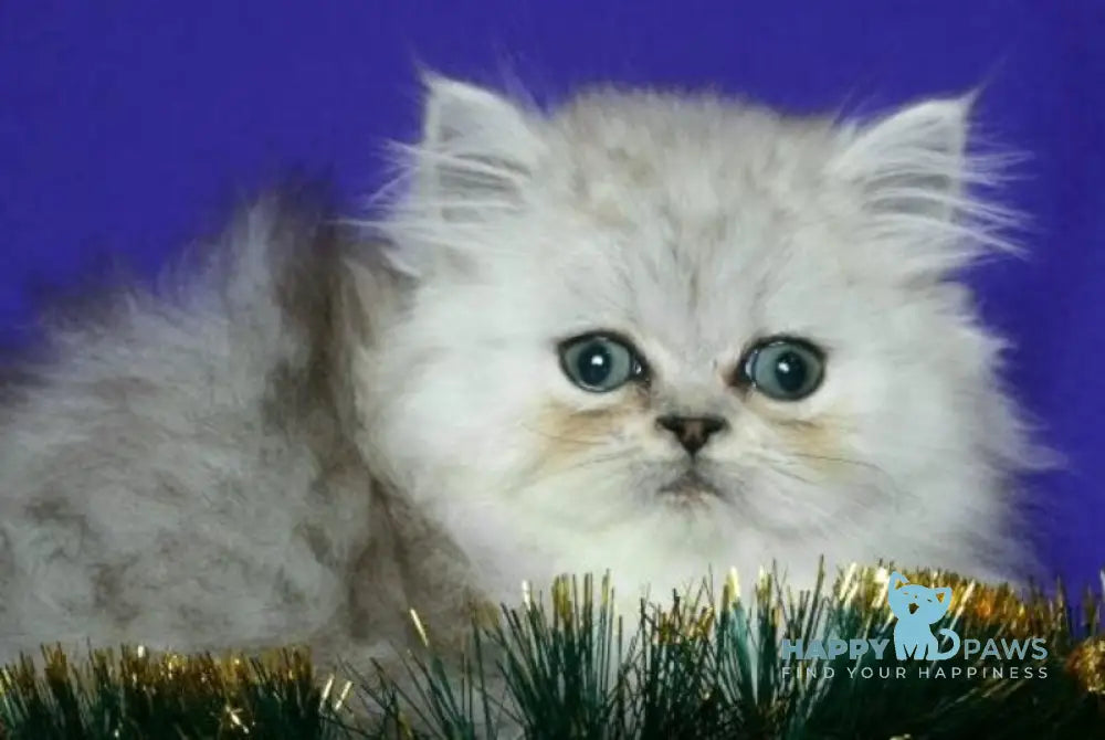 Evlad Persian male black silver shaded live animals