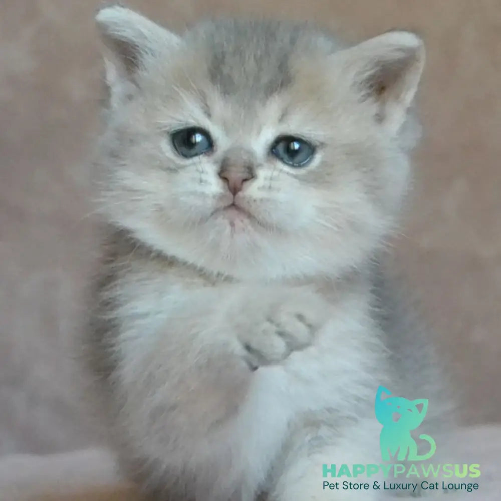 Evviva British Shorthair female blue golden ticked tabby - live animals