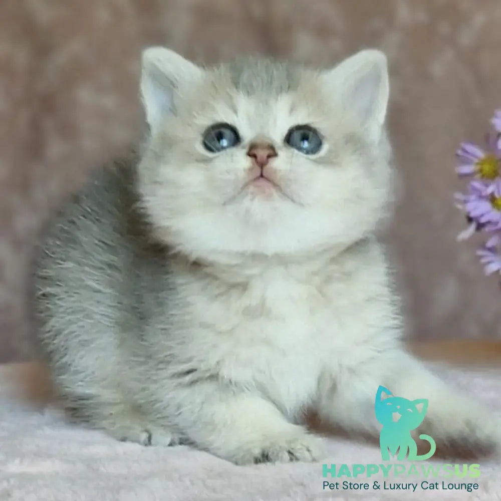 Evviva British Shorthair female blue golden ticked tabby - live animals