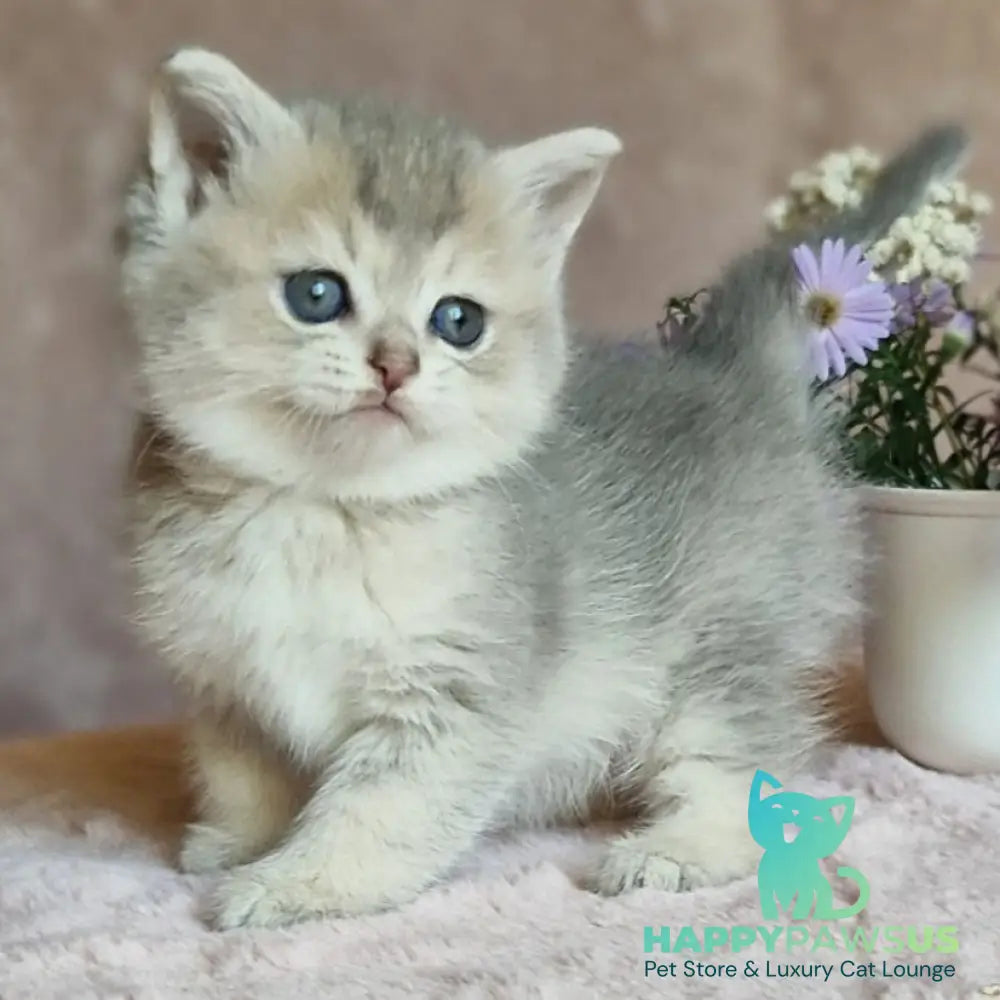 Evviva British Shorthair female blue golden ticked tabby - live animals