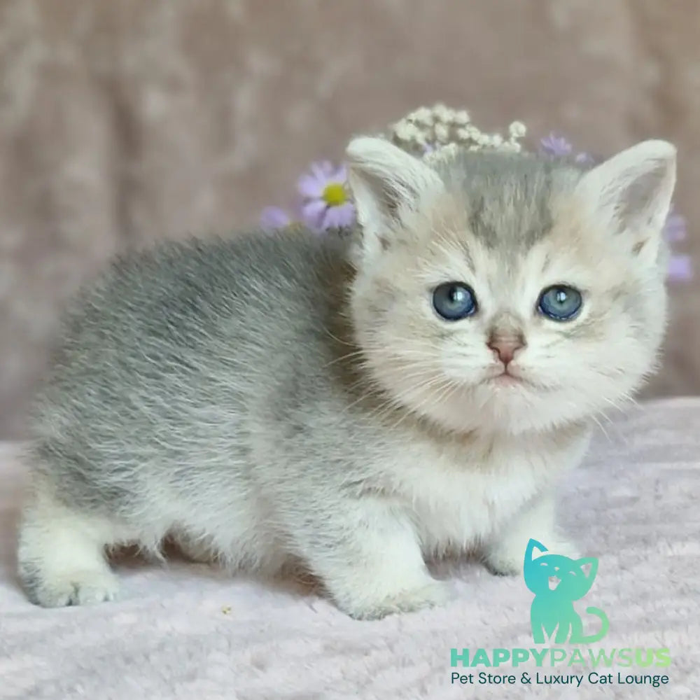 Evviva British Shorthair female blue golden ticked tabby - live animals