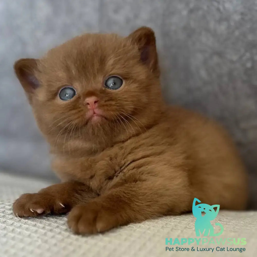 Ewa British Shorthair female cinnamon - live animals