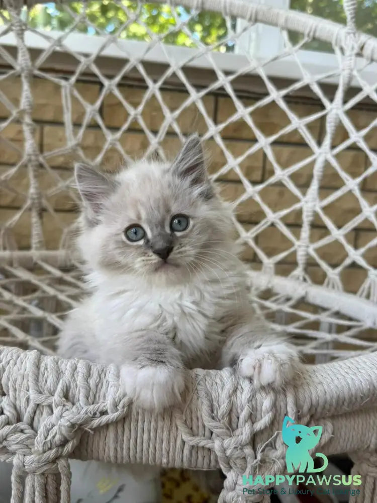 Excellent Siberian male blue pointed bicolour - live animals