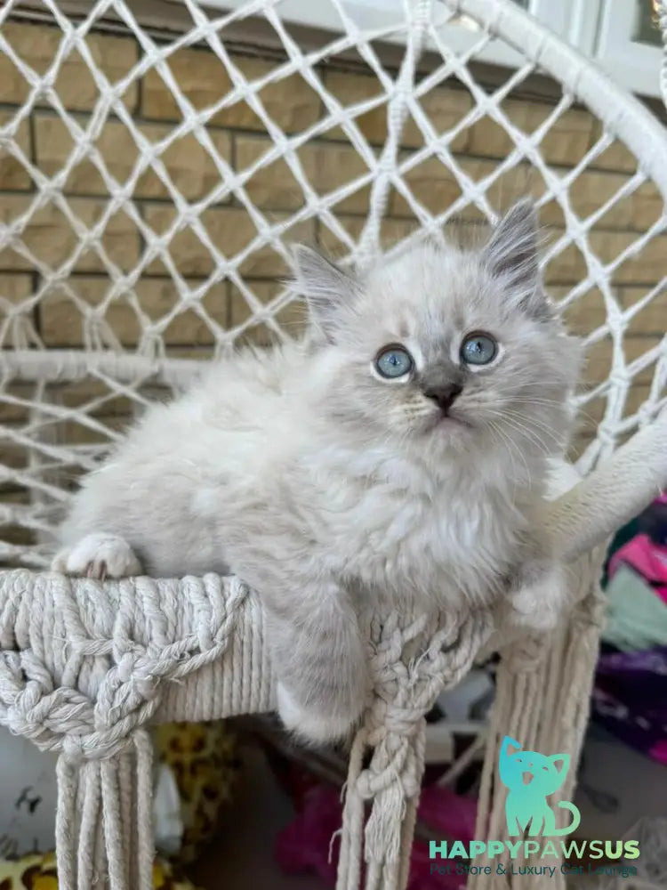 Excellent Siberian male blue pointed bicolour - live animals