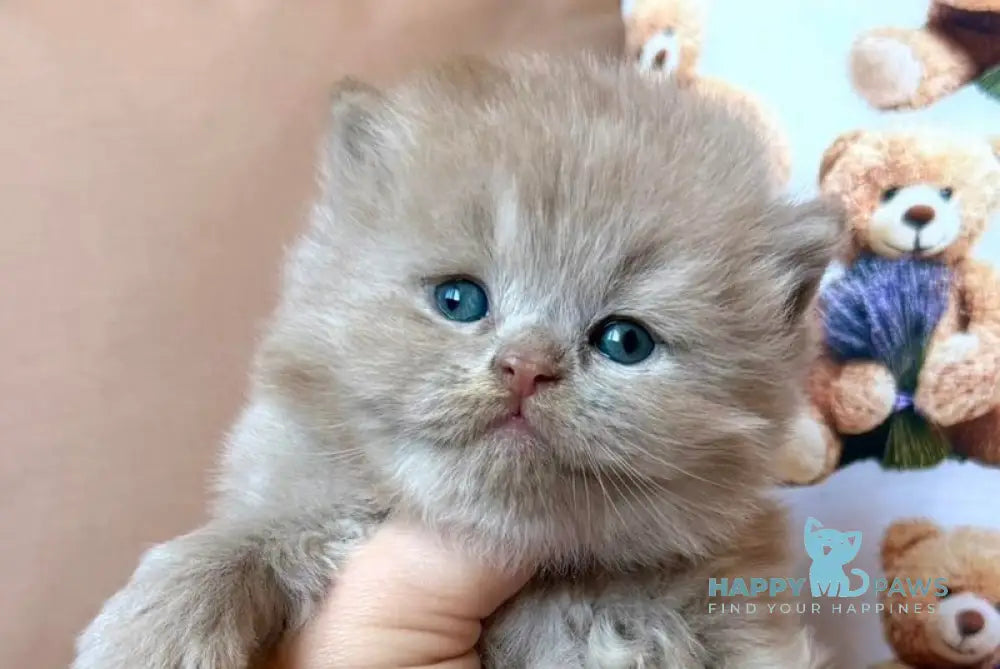 Fabian British Longhair male fawn - live animals