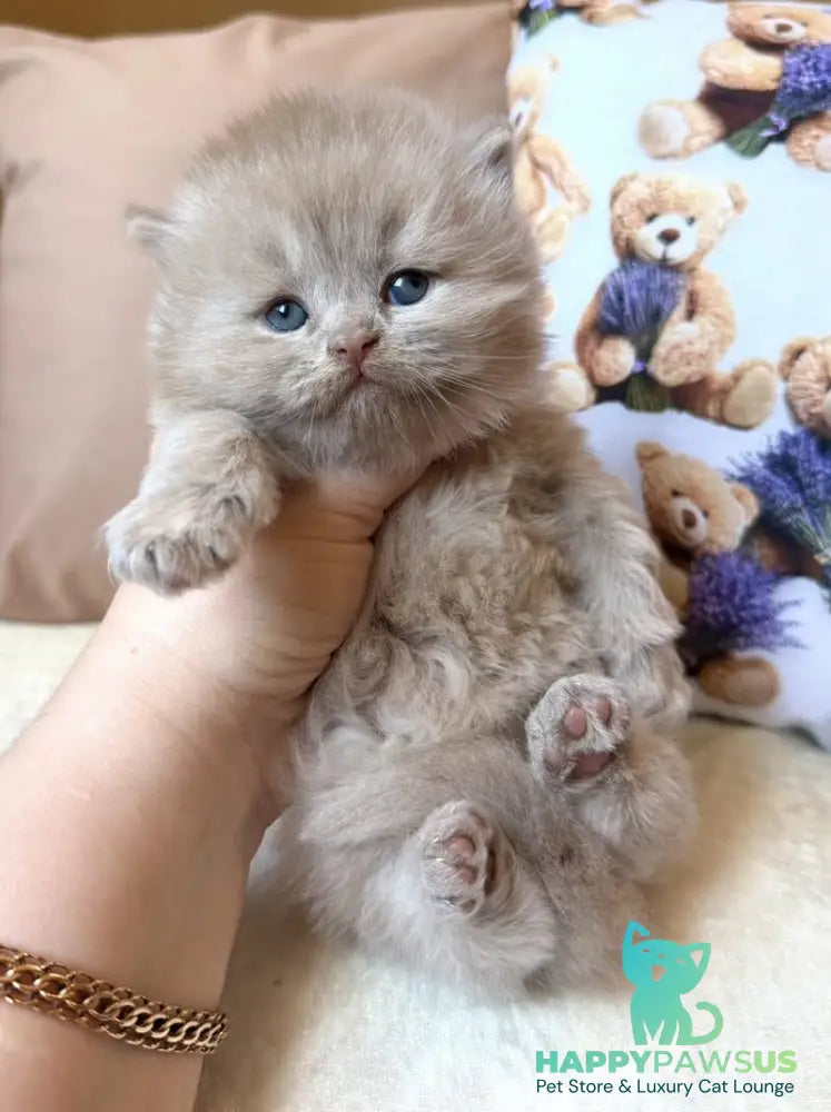 Fabian British Longhair male fawn - live animals
