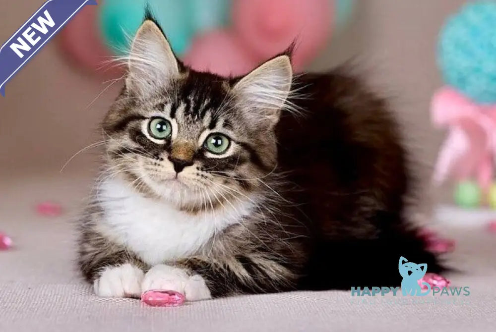 Fabian Siberian male black with white tabby - live animals