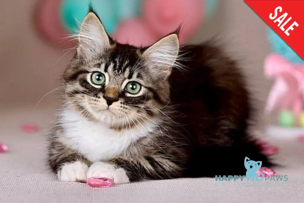 Fabian Siberian male black with white tabby - live animals
