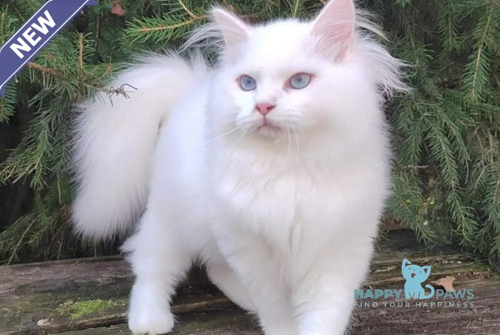 Fabian Siberian male white live animals