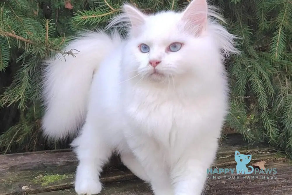 Fabian Siberian male white live animals