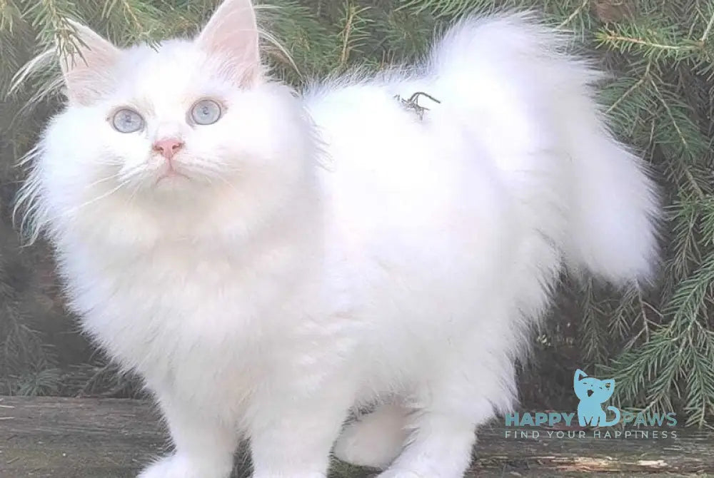 Fabian Siberian male white live animals