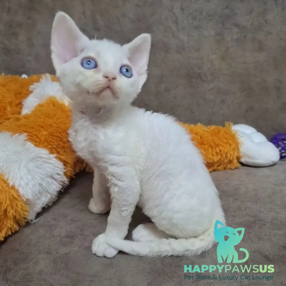 Fabio Devon Rex male white - live animals