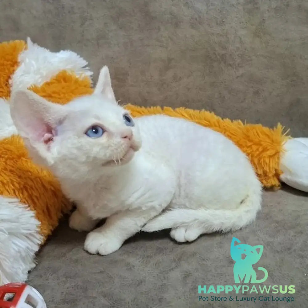 Fabio Devon Rex male white - live animals