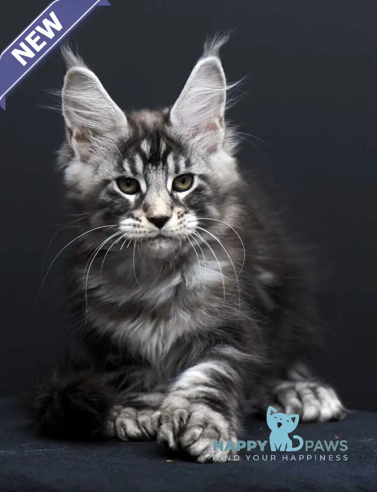 Fabio Maine Coon polydactyl male black silver tabby - live animals