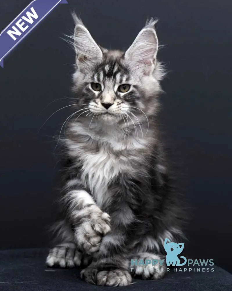 Fabio Maine Coon polydactyl male black silver tabby - live animals