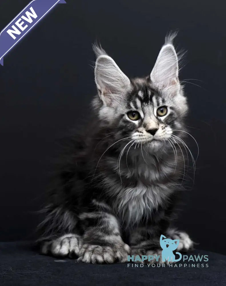 Fabio Maine Coon polydactyl male black silver tabby - live animals