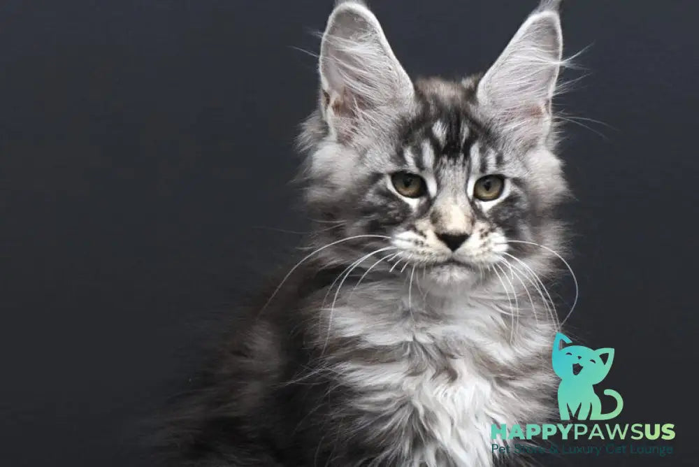 Fabio Maine Coon polydactyl male black silver tabby - live animals