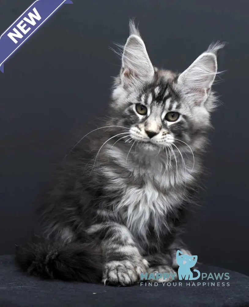 Fabio Maine Coon polydactyl male black silver tabby - live animals