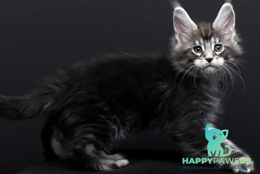 Fabio Maine Coon polydactyl male black silver tabby - live animals