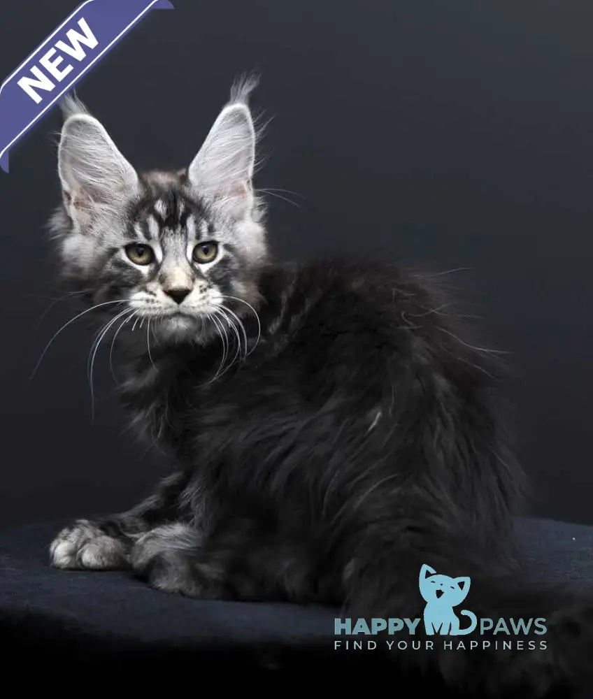 Fabio Maine Coon polydactyl male black silver tabby - live animals