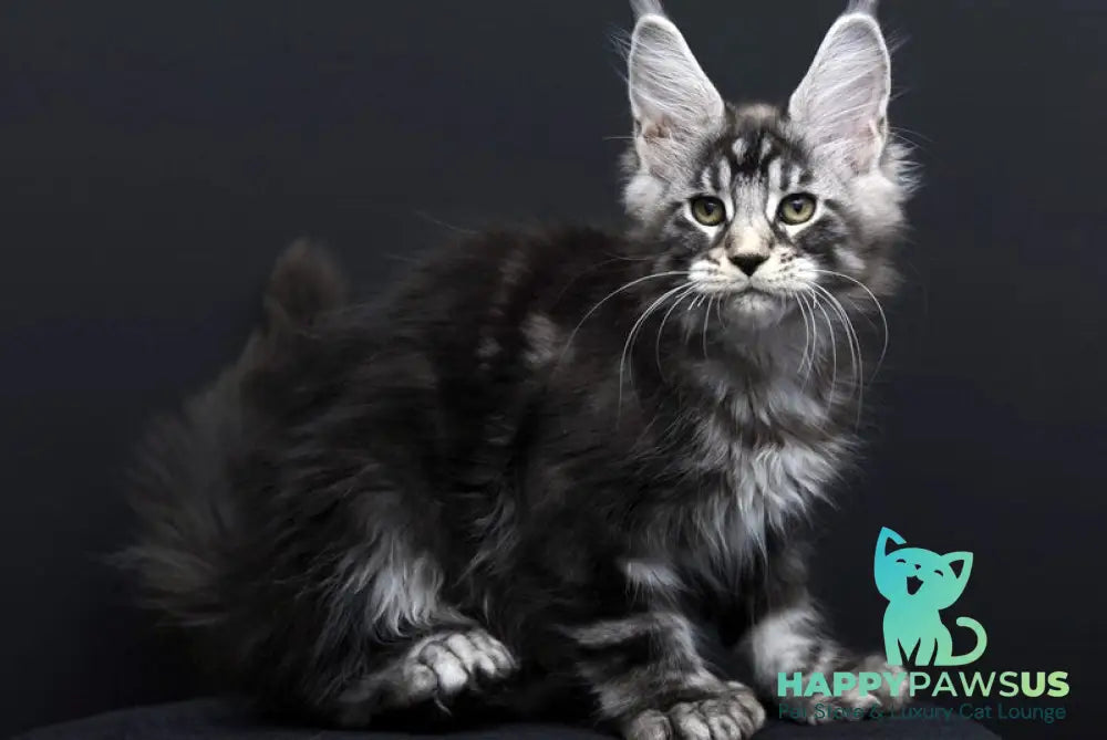 Fabio Maine Coon polydactyl male black silver tabby - live animals