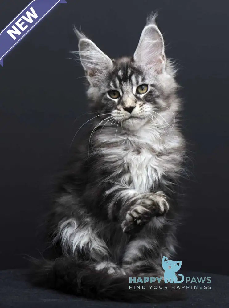 Fabio Maine Coon polydactyl male black silver tabby - live animals